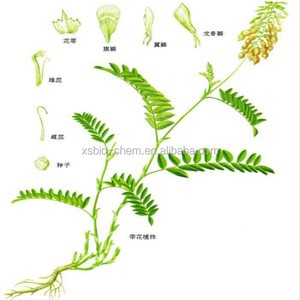 Hohe Qualität GMP Natürlichen Astragalus membranaceus Extrakt Astragaloside IV 0.<span class=keywords><strong>3</strong></span>%-98% - Product Image 2