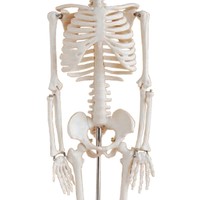 Modelo de Esqueleto Humano Blanco de 85 cm, Modelo de Anatomía Médica, Modelo de Enseñanza Médica Científica para Estudios Médicos