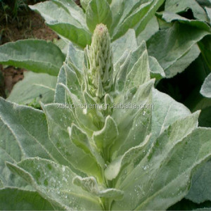 Alta calidad GMP natural gordolobo extracto de hoja/Verbascum phlomoides extracto - Product Image 3