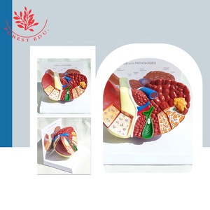 Anatomi Manusia Hati Struktur 3D Model Hati - Product Image 5