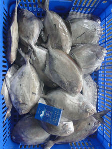 Fish frozen Pomfret Black - Product Image 1