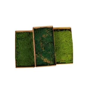 Folhas de musgo preservadas 500g por caixa, painéis de parede preservados com preço de fábrica