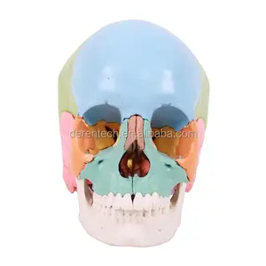 Modelo de calavera anatómica, Cráneo pintado de Color didáctico