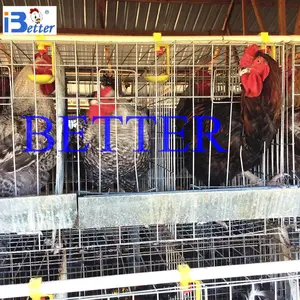 bt مصنع الساخنة-- بيع نوع h الفراريج الأقفاص حيواني في كينيا