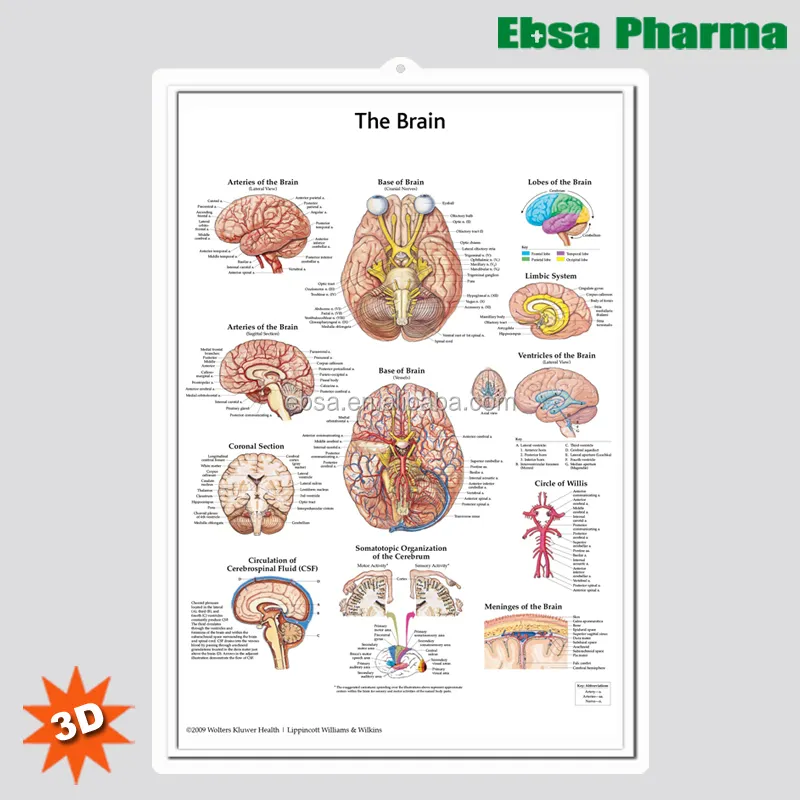 教育用プラスチック3D医療解剖学的脳壁チャート/ポスター