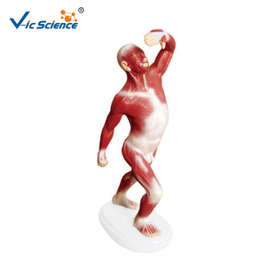 Modelo <span class=keywords><strong>de</strong></span> Disección <span class=keywords><strong>de</strong></span> los Músculos del Cuerpo Humano con Modelo <span class=keywords><strong>de</strong></span> Vísceras Adjunto, Disección <span class=keywords><strong>de</strong></span> los Músculos del Cuerpo, Modelo <span class=keywords><strong>de</strong></span> Vísceras, Modelo Educativo <span class=keywords><strong>de</strong></span> Ciencias Médicas - Product Image 5