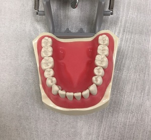 Modello Dentale con Supporto per Studio Medico, 32 Denti Rimovibili, Tipo Odontoiatrico - Product Image 4