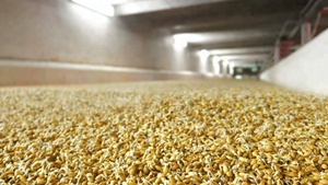 Spécialiste en équipements de maltage automatiques, boîte de germination de l'orge maltée, boîte de séchage pour système de maltage en tour - Product Image 5