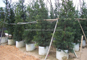 Country Design Style grand jardin extérieur jardinières Kit fleurs et arbres Pots d'entraînement pour la plantation et la décoration - Product Image 6