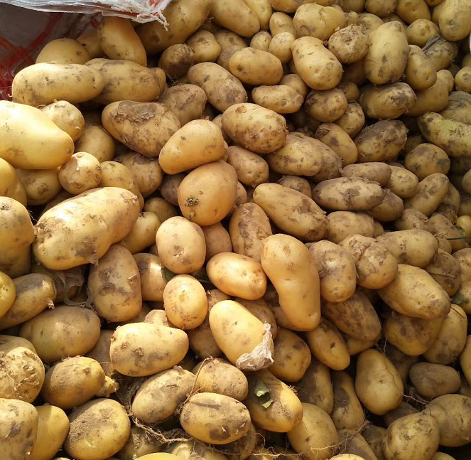 Картофель экспорт