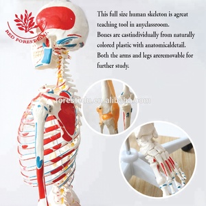 Modelo de <span class=keywords><strong>Esqueleto</strong></span> Médico de Tamaño Real con Inserciones <span class=keywords><strong>y</strong></span> Orígenes Musculares de la Columna Vertebral <span class=keywords><strong>y</strong></span> Ligamentos Flexibles, <span class=keywords><strong>Esqueleto</strong></span> Anatómico Humano - Product Image 4