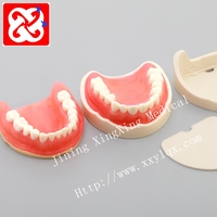 Modèle de dents de bébé avec dents amovibles, dents amovibles pour la démonstration et la pratique de la gomme en silicone souple