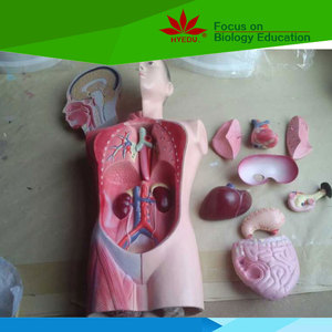 Modèle médical bandana, torso d'anatomie humaine, modèle pour le cou et le coffre - Product Image 2