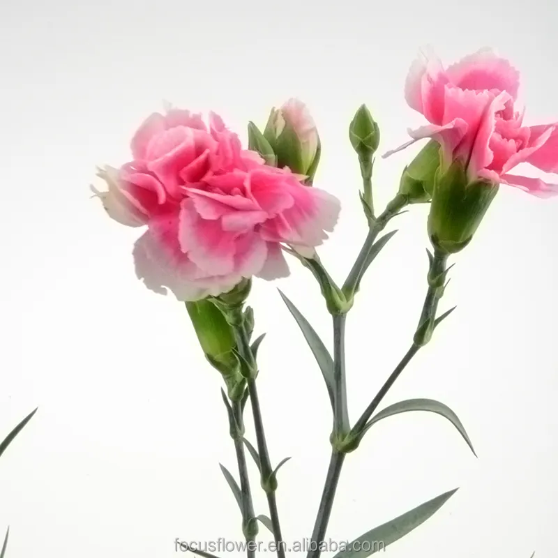 most popular soap flower carnation export flowers long lasting