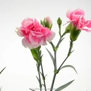A maioria dos popular sabão flor do cravo flores de exportação de longa duração