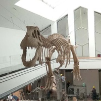 Modelo de Esqueleto de Dinosaurio T-Rex de Tamaño Real en Fibra de Vidrio y Acero para Uso en Interiores/Exteriores en Venta