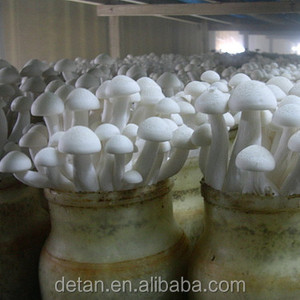 Detan Haixian Spawn/Journaux Champignon Graines - Product Image 3