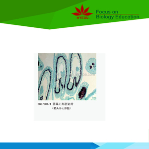 Directo de fábrica de la enseñanza y <span class=keywords><strong>el</strong></span> aprendizaje de 100 piezas botánica diapositivas preparadas - Product Image 4