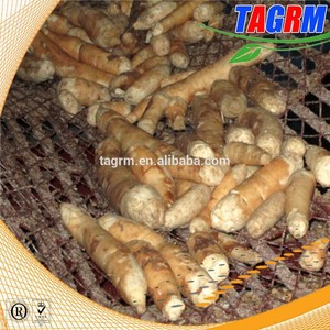 Completo yuca pelador de piel mecánico <span class=keywords><strong>descamación</strong></span> de la piel manioc peeler de la máquina - Product Image 6