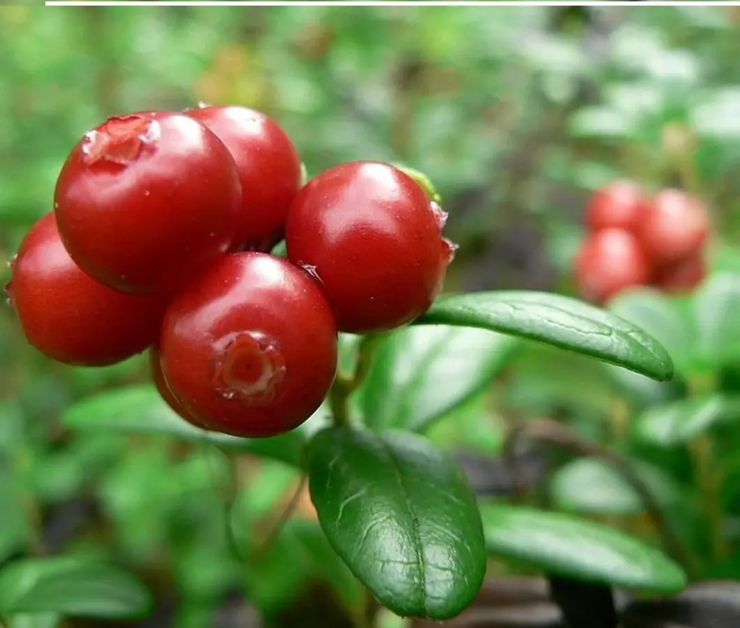 Japanese High Quality Lingonberry Extract Raw Material Powder Made In Japan For Health Foods And Dietary Supplement
