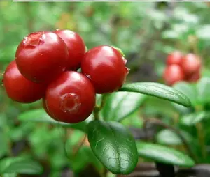 Bubuk bahan mentah ekstrak Lingonberry kualitas tinggi Jepang buatan Jepang untuk makanan kesehatan dan suplemen makanan