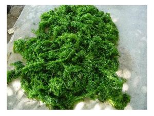 สาหร่ายสีเขียวดิบ/ulva Lactuca ที่มีสารอาหารสูง - Product Image 4