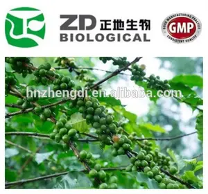 китай поставщик зеленый кофе бин выдержка в растительный экстракт 50% хлорогеновая кислота