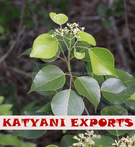 100% บริสุทธิ์ Amyris น้ำมันเกรดพรีเมี่ยมที่มีคุณภาพสูงราคาขายส่งขอแนะนำผู้ผลิตชั้นนำทั่วโลกผู้ส่งออก - Product Image 2