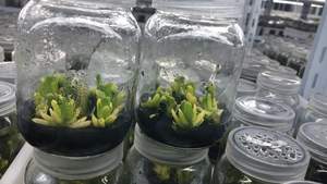 All'ingrosso <span class=keywords><strong>piante</strong></span> <span class=keywords><strong>grasse</strong></span> variegate di <span class=keywords><strong>Haworthia</strong></span> truncata var. Maughanii - Product Image 3