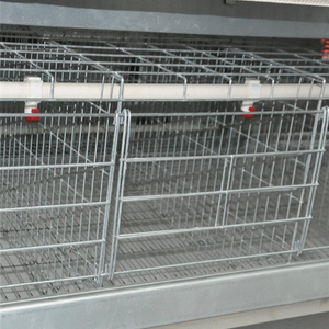 Tedarik sıcak satış ucuz horoz Broiler - Product Image 6