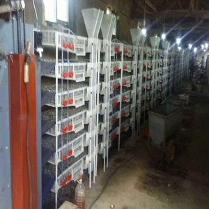 Büyük indirim plastik bıldırcın kafes bıldırcın evi otomatik besleme sistemi - Product Image 6