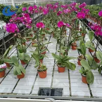 Agricoltura giardino orchidea vivaio rosa piantine di fiori