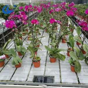 Landbouw tuin orchidee kwekerij roos bloem zaailingen