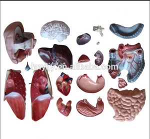 Modèle anatomique d'éducation médicale, modèle de torse humain en plastique, modèle de sexe double - Product Image 3