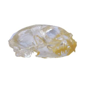 Gelsonlab HSDT-R1-01 transparente <span class=keywords><strong>Felidae</strong></span> resina felino dientes modelo gato dentición modelo - Product Image 2