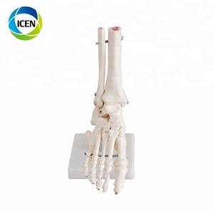 ข้อต่อหัวเข่าสำหรับร่างกายมนุษย์ทำจาก <span class=keywords><strong>PVC</strong></span> ขนาดเท่า104 - Product Image 3