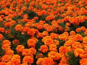 Fournisseur en gros d'huile essentielle de Tagetes Acheteurs en gros de haute qualité pour l'acheteur Huiles aromatiques à des prix raisonnables Exportateur pur - Product Image 3