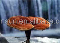 Chinois Organique Naturel Fabricant ventes ganoderma mycélium - Product Image 4