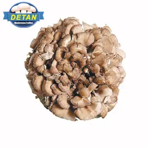 Detan الاستيراد لذيذ الطازجة Maitake فطر بالجملة