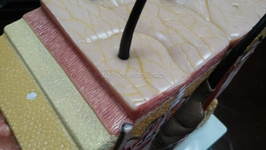 <span class=keywords><strong>70</strong></span> פעמים מוגדל אנטומיה של אדם עור - Product Image 5