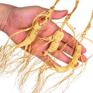 Ücretsiz örnek vahşi dağ <span class=keywords><strong>Ginseng</strong></span> yabani <span class=keywords><strong>Ginseng</strong></span> kökü - Product Image 2
