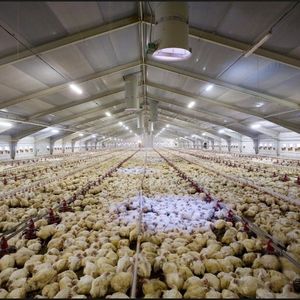 Hệ Thống Quản Lý Sàn Gia Cầm - Product Image 4