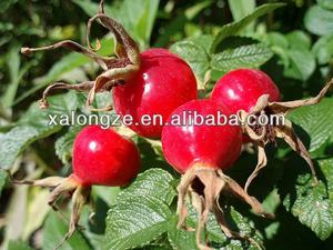 Rosa Canina tozu askorbik asit C vitamini kapsül ile kalça özü gül - Product Image 3