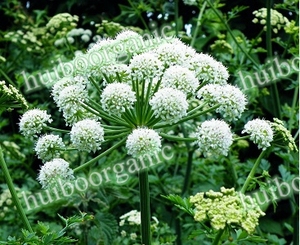 Rễ Cây Bạch Chỉ/Lát/Bột <span class=keywords><strong>Dong</strong></span> <span class=keywords><strong>Quai</strong></span>/Chiết Xuất Bạch Chỉ Số Lượng Lớn Bán Sỉ - Product Image 3