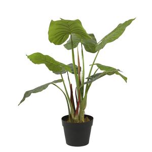 พืชสีเขียวอโลเซียมาใหม่80ซม. สำหรับตกแต่งภายใน - Product Image 6