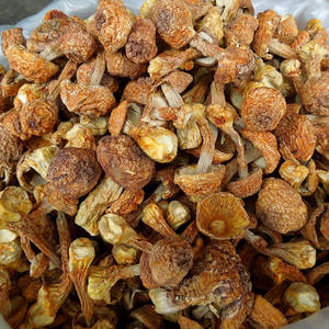 Detan secas <span class=keywords><strong>Agaricus</strong></span> blazei setas precio - Product Image 3