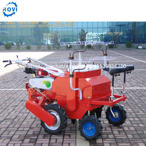 ปลูก<span class=keywords><strong>ต้น</strong></span><span class=keywords><strong>กล้า</strong></span>กะหล่ำปลีมันเทศปลูกผักขาย - Product Image 2