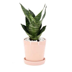 Barato 4 pulgadas blanco pequeño redondo planta <span class=keywords><strong>de</strong></span> cerámica Mini suculentas <span class=keywords><strong>macetas</strong></span> Juego <span class=keywords><strong>de</strong></span> platillos decoración <span class=keywords><strong>de</strong></span> <span class=keywords><strong>Navidad</strong></span> maceta <span class=keywords><strong>de</strong></span> cerámica roja - Product Image 5