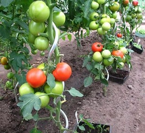 Support en spirale pour plante de <span class=keywords><strong>tomate</strong></span> - Product Image 3