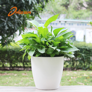 Pots de fleurs en plastique Oliz, <span class=keywords><strong>jardin</strong></span> d'intérieur, pot de plantes auto-arrosant <span class=keywords><strong>pour</strong></span> plantes d'intérieur - Product Image 1